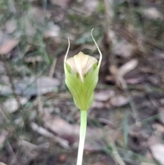 Pterostylis acuminata (Pointed Greenhood) at Mogo State Forest - 22 May 2022 by deuadan