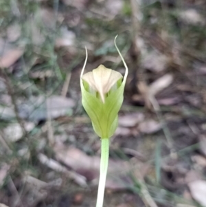 Pterostylis acuminata at Mogo, NSW - suppressed