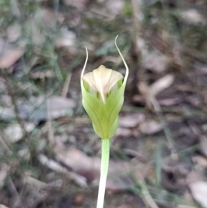 Pterostylis acuminata at Mogo, NSW - 22 May 2022