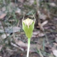 Pterostylis acuminata (Pointed Greenhood) at Mogo State Forest - 22 May 2022 by deua_dan