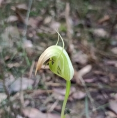 Pterostylis acuminata at Mogo, NSW - suppressed