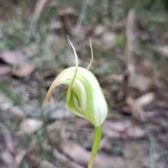 Pterostylis acuminata at Mogo, NSW - suppressed