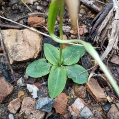 Pterostylis acuminata at Mogo, NSW - suppressed