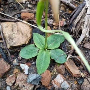 Pterostylis acuminata at Mogo, NSW - suppressed