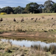 Macropus giganteus (Eastern Grey Kangaroo) at Fraser, ACT - 22 May 2022 by trevorpreston