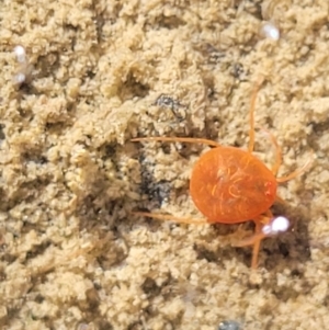 Hydrachnidia sp. (sub-order) at Fraser, ACT - 22 May 2022