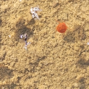 Hydrachnidia sp. (sub-order) at Fraser, ACT - 22 May 2022 10:47 AM