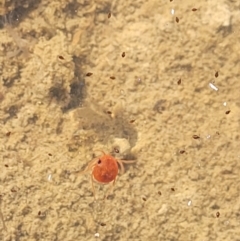 Hydrachnidia sp. (sub-order) at Fraser, ACT - 22 May 2022 10:47 AM