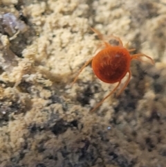 Hydrachnidia sp. (sub-order) at Fraser, ACT - 22 May 2022 10:47 AM