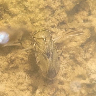 Corixidae (family) (Water Boatman) at Dunlop Grasslands - 22 May 2022 by trevorpreston