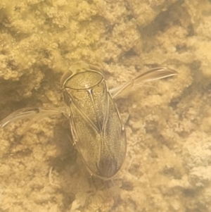 Corixidae (family) at Fraser, ACT - 22 May 2022