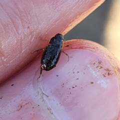 Hydrophilidae (family) (Unidentified water scavenger beetle) at Fraser, ACT - 22 May 2022 by trevorpreston