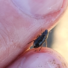Hydrophilidae (family) at Fraser, ACT - 22 May 2022