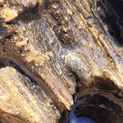 Hydrophilidae (family) (Unidentified water scavenger beetle) at Dunlop Grasslands - 22 May 2022 by trevorpreston