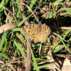 Junonia villida (Meadow Argus) at Fraser, ACT - 22 May 2022 by trevorpreston