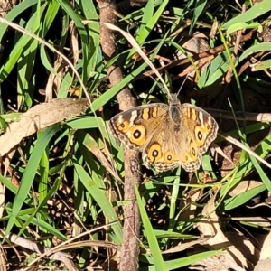 Junonia villida at Fraser, ACT - 22 May 2022