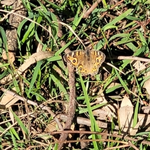 Junonia villida at Fraser, ACT - 22 May 2022