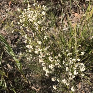 Cryptandra amara at Googong, NSW - 22 May 2022