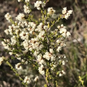 Cryptandra amara at Googong, NSW - 22 May 2022