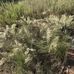 Cryptandra amara at Googong, NSW - 22 May 2022