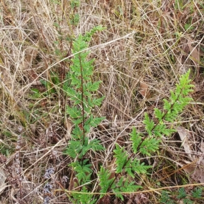 Cheilanthes sieberi (Rock Fern) at The Pinnacle - 21 May 2022 by sangio7