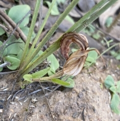 Diplodium truncatum (TBC) at O'Connor, ACT - 22 May 2022 by Ned_Johnston