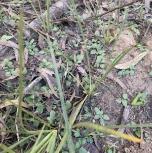 Diplodium truncatum at O'Connor, ACT - 22 May 2022