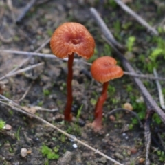 Unidentified Cap on a stem; gills below cap [mushrooms or mushroom-like] at Wodonga - 22 May 2022 by KylieWaldon