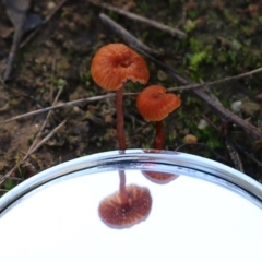 Laccaria sp. at Wodonga, VIC - 22 May 2022 10:30 AM