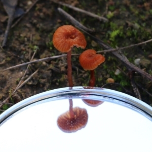 Laccaria sp. at Wodonga, VIC - 22 May 2022 10:30 AM