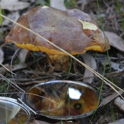 Suillus luteus at Wodonga - 22 May 2022 by KylieWaldon