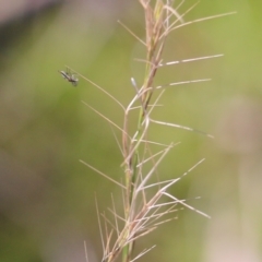 Unidentified True fly (Diptera) at Wodonga, VIC - 22 May 2022 by KylieWaldon