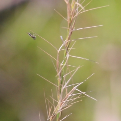 Unverified True fly (Diptera) at Wodonga, VIC - 22 May 2022 by KylieWaldon