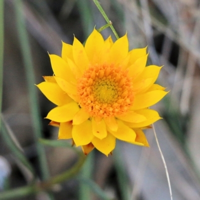 Xerochrysum viscosum (Sticky Everlasting) at Wodonga, VIC - 22 May 2022 by KylieWaldon