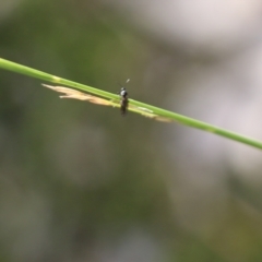 Unidentified Wasp (Hymenoptera, Apocrita) at Jack Perry Reserve - 22 May 2022 by KylieWaldon