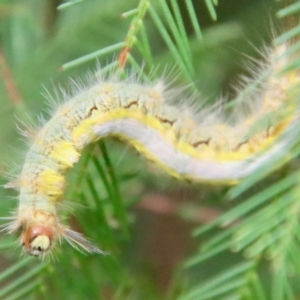 Thaumetopoeinae (subfamily) at Deakin, ACT - 3 Jun 2022