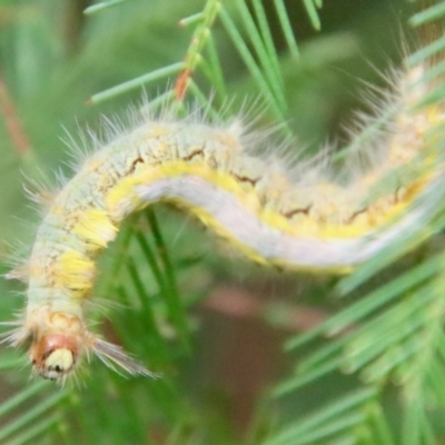 Thaumetopoeinae (subfamily) (Bag-shelter Moths, Processionary Caterpillars) at GG202 - 3 Jun 2022 by LisaH