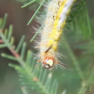 Thaumetopoeinae (subfamily) at Deakin, ACT - 3 Jun 2022