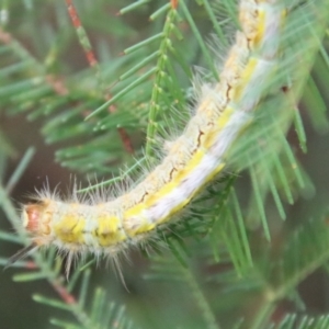 Thaumetopoeinae (subfamily) at Deakin, ACT - 3 Jun 2022