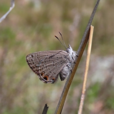 Acrodipsas myrmecophila (Small Ant-blue Butterfly) at Tuggeranong Hill - 5 Oct 2021 by owenh