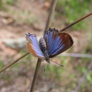 Acrodipsas myrmecophila at suppressed - 5 Oct 2021