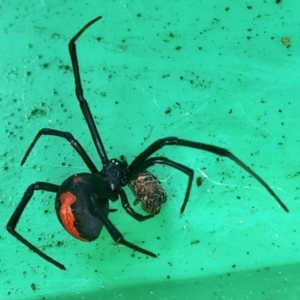 Latrodectus hasselti at Aranda, ACT - 22 May 2022