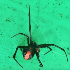 Latrodectus hasselti at Aranda, ACT - 22 May 2022 11:37 AM