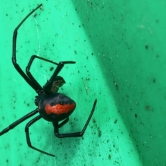 Latrodectus hasselti at Aranda, ACT - 22 May 2022 11:37 AM