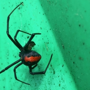 Latrodectus hasselti at Aranda, ACT - 22 May 2022 11:37 AM