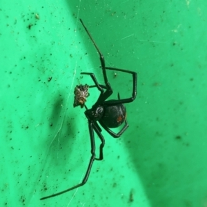 Latrodectus hasselti at Aranda, ACT - 22 May 2022 11:37 AM