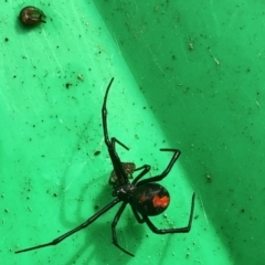 Latrodectus hasselti at Aranda, ACT - 22 May 2022 11:37 AM