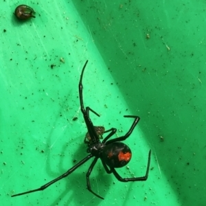 Latrodectus hasselti at Aranda, ACT - 22 May 2022 11:37 AM