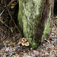Unidentified Fungus (TBC) at Acton, ACT - 22 May 2022 by 28112003jp
