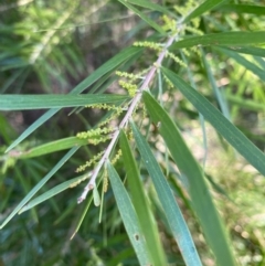 Acacia floribunda (White Sally Wattle, Gossamer Wattle) at Hughes Grassy Woodland - 22 May 2022 by KL